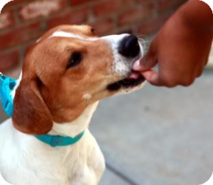 Hound (Unknown Type) Mix Dog for Sale in Kettering, Ohio - Al Hound (Unknown Type) Mix Dog for Sale in Kettering, Ohio - Al