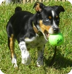Beagle/Australian Cattle Dog Mix Dog for Sale in Lincolnton, North Carolina - Frankie Beagle/Australian Cattle Dog Mix Dog for Sale in Lincolnton, North Carolina - Frankie