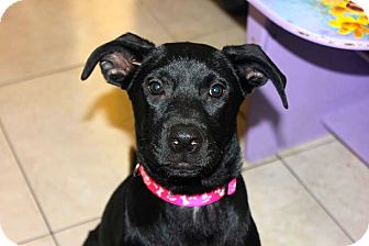 Labrador Retriever/German Shepherd Dog Mix Puppy for Sale in Miami, Florida - Star Labrador Retriever/German Shepherd Dog Mix Puppy for Sale in Miami, Florida - Star