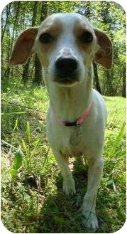 Chihuahua/Whippet Mix Dog for Sale in Spring Valley, New York - CheeWaaWaa (CR) Chihuahua/Whippet Mix Dog for Sale in Spring Valley, New York - CheeWaaWaa (CR)