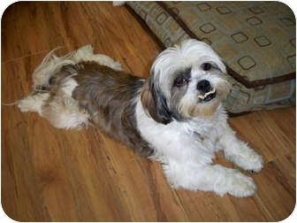 Lhasa Apso Dog for Sale in Los Angeles, California - BRENNEN Lhasa Apso Dog for Sale in Los Angeles, California - BRENNEN