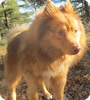 Spitz (Unknown Type, Medium) Mix Dog for Sale in Forked River, New Jersey - Ryder Spitz (Unknown Type, Medium) Mix Dog for Sale in Forked River, New Jersey - Ryder