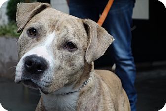 American Staffordshire Terrier Dog for Sale in New York, New York - Jack American Staffordshire Terrier Dog for Sale in New York, New York - Jack