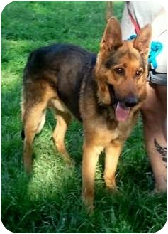 German Shepherd Dog Dog for Sale in Keller, Texas - RENO - ADOPTION PENDING German Shepherd Dog Dog for Sale in Keller, Texas - RENO - ADOPTION PENDING