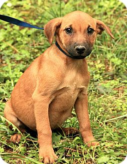 Shepherd (Unknown Type)/Boxer Mix Puppy for Sale in Hagerstown, Maryland - Patty ($50.00 off) Shepherd (Unknown Type)/Boxer Mix Puppy for Sale in Hagerstown, Maryland - Patty ($50.00 off)