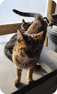 Domestic Shorthair Cat for Sale in Geneseo, Illinois - Rumor Domestic Shorthair Cat for Sale in Geneseo, Illinois - Rumor