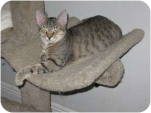 Domestic Shorthair Cat for Sale in Ft. Lauderdale, Florida - Jeff Domestic Shorthair Cat for Sale in Ft. Lauderdale, Florida - Jeff