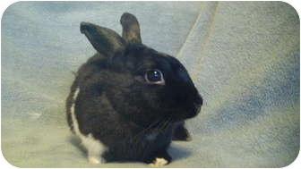 American Mix for Sale in Garland, Texas - Gunner American Mix for Sale in Garland, Texas - Gunner
