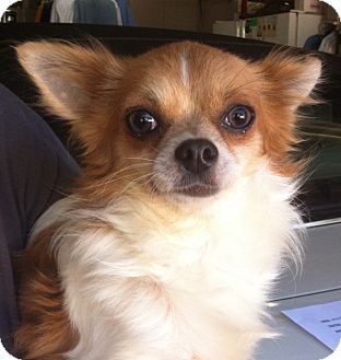 Chihuahua Dog for Sale in Studio City, California - Trixter Chihuahua Dog for Sale in Studio City, California - Trixter