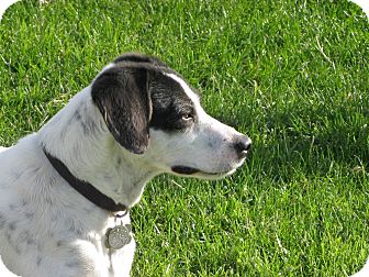 Pointer/Jack Russell Terrier Mix Dog for Sale in Scottsdale, Arizona - TINA Pointer/Jack Russell Terrier Mix Dog for Sale in Scottsdale, Arizona - TINA