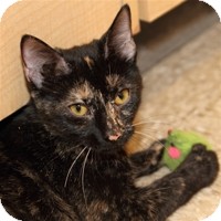 Domestic Shorthair Cat for Sale in Albany, New York - Penny Domestic Shorthair Cat for Sale in Albany, New York - Penny