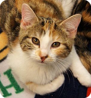 Domestic Shorthair Kitten for Sale in Colorado Springs, Colorado - Carrie Anne Domestic Shorthair Kitten for Sale in Colorado Springs, Colorado - Carrie Anne