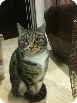 Domestic Mediumhair Cat for Sale in temecula, California - Socks Domestic Mediumhair Cat for Sale in temecula, California - Socks