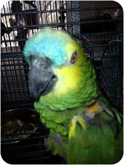 Amazon for Sale in Punta Gorda, Florida - Charlie Amazon for Sale in Punta Gorda, Florida - Charlie
