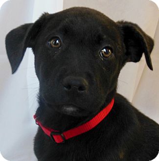 German Shepherd Dog/Labrador Retriever Mix Puppy for Sale in Thousand Oaks, California - Wendell German Shepherd Dog/Labrador Retriever Mix Puppy for Sale in Thousand Oaks, California - Wendell