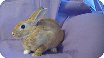 Palomino Mix for Sale in Garland, Texas - Jagger Palomino Mix for Sale in Garland, Texas - Jagger