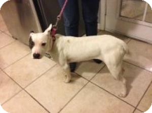 Bull Terrier/American Pit Bull Terrier Mix Dog for Sale in Las Vegas, Nevada - Olive Bull Terrier/American Pit Bull Terrier Mix Dog for Sale in Las Vegas, Nevada - Olive