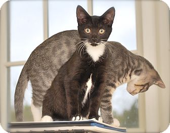 Domestic Shorthair Kitten for Sale in Bensalem, Pennsylvania - Jade Domestic Shorthair Kitten for Sale in Bensalem, Pennsylvania - Jade