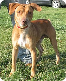 Labrador Retriever/Vizsla Mix Dog for Sale in Lisbon, Ohio - Newt Labrador Retriever/Vizsla Mix Dog for Sale in Lisbon, Ohio - Newt