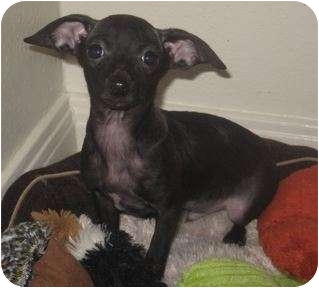 Rat Terrier/Chihuahua Mix Puppy for Sale in Van Nuys, California - Tiny Dino Rat Terrier/Chihuahua Mix Puppy for Sale in Van Nuys, California - Tiny Dino