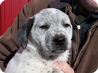 Basset Hound/Beagle Mix Puppy for Sale in Glastonbury, Connecticut - Gomer ADOPTED! Basset Hound/Beagle Mix Puppy for Sale in Glastonbury, Connecticut - Gomer ADOPTED!