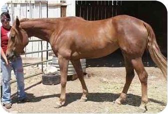 Appaloosa/Quarterhorse Mix for Sale in Bayfield, Colorado - Attie Appaloosa/Quarterhorse Mix for Sale in Bayfield, Colorado - Attie