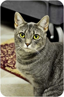 Domestic Shorthair Cat for Sale in Chesapeake, Virginia - Gradie Domestic Shorthair Cat for Sale in Chesapeake, Virginia - Gradie