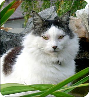 Domestic Mediumhair Cat for Sale in Colville, Washington - Miss Kitty Domestic Mediumhair Cat for Sale in Colville, Washington - Miss Kitty