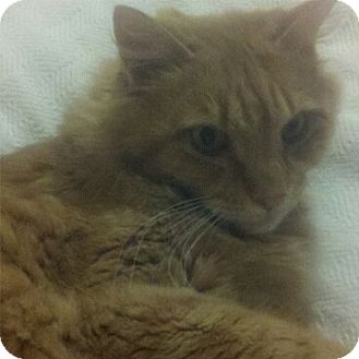Domestic Mediumhair Cat for Sale in Bear, Delaware - Toni Domestic Mediumhair Cat for Sale in Bear, Delaware - Toni