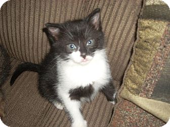 Domestic Shorthair Kitten for Sale in Horsham, Pennsylvania - Harmony Domestic Shorthair Kitten for Sale in Horsham, Pennsylvania - Harmony