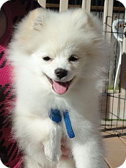 Pomeranian Puppy for Sale in Santa Rosa, California - Jaxson Pomeranian Puppy for Sale in Santa Rosa, California - Jaxson