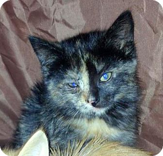 Domestic Shorthair Kitten for Sale in Troy, Michigan - Maxi Scherzer Domestic Shorthair Kitten for Sale in Troy, Michigan - Maxi Scherzer