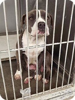Staffordshire Bull Terrier/Pit Bull Terrier Mix Dog for Sale in San Diego, California - Petunia URGENT Staffordshire Bull Terrier/Pit Bull Terrier Mix Dog for Sale in San Diego, California - Petunia URGENT