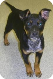 Australian Cattle Dog/Rat Terrier Mix Puppy for Sale in Lincolnton, North Carolina - Enzo Australian Cattle Dog/Rat Terrier Mix Puppy for Sale in Lincolnton, North Carolina - Enzo