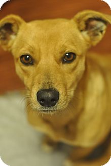 Corgi Mix Dog for Sale in Glastonbury, Connecticut - Heaven- meet me! Corgi Mix Dog for Sale in Glastonbury, Connecticut - Heaven- meet me!
