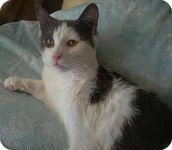 Domestic Shorthair Cat for Sale in Horsham, Pennsylvania - River Domestic Shorthair Cat for Sale in Horsham, Pennsylvania - River