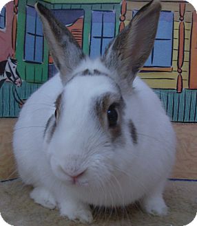 Dwarf Mix for Sale in Foster, Rhode Island - Macey Dwarf Mix for Sale in Foster, Rhode Island - Macey