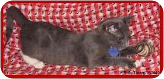 Domestic Shorthair Kitten for Sale in Orlando, Florida - Graham Domestic Shorthair Kitten for Sale in Orlando, Florida - Graham