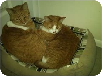 Domestic Shorthair Cat for Sale in Little Falls, New Jersey - Mini & Mao Domestic Shorthair Cat for Sale in Little Falls, New Jersey - Mini & Mao