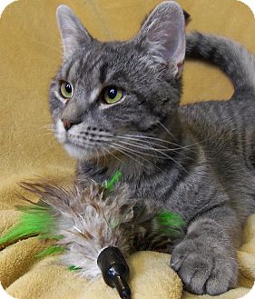 Domestic Shorthair Cat for Sale in Spencer, New York - Elsa - blind Domestic Shorthair Cat for Sale in Spencer, New York - Elsa - blind