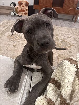 Dana Point Ca Terrier Unknown Type Medium American Pit Bull