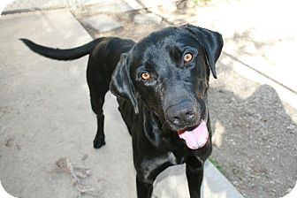 Labrador Retriever Dog for Sale in san antonio, Texas - Count Labrador Retriever Dog for Sale in san antonio, Texas - Count