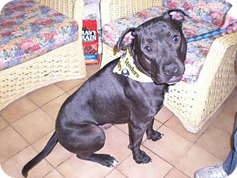 Pit Bull Terrier Dog for Sale in New Castle, Pennsylvania - Pit Bull Terrier Dog for Sale in New Castle, Pennsylvania -