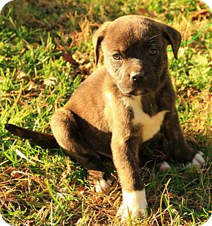 Boxer/Terrier (Unknown Type, Medium) Mix Puppy for Sale in Harrisonburg, Virginia - Courtland Boxer/Terrier (Unknown Type, Medium) Mix Puppy for Sale in Harrisonburg, Virginia - Courtland