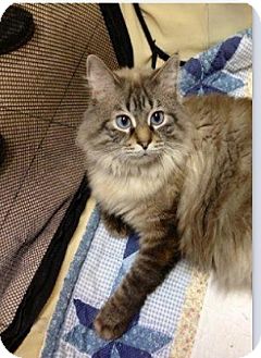 Maine Coon Cat for Sale in Shippenville, Pennsylvania - Kitty-Kat Maine Coon Cat for Sale in Shippenville, Pennsylvania - Kitty-Kat