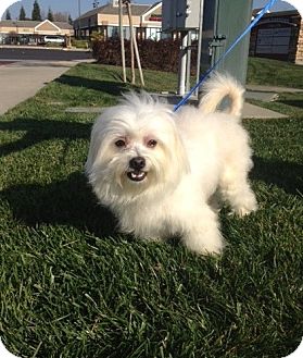 Shih Tzu/Maltese Mix Dog for Sale in Fresno, California - Arnold Shih Tzu/Maltese Mix Dog for Sale in Fresno, California - Arnold