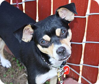 Miniature Pinscher/Italian Greyhound Mix Dog for Sale in Bellflower, California - Betsy Miniature Pinscher/Italian Greyhound Mix Dog for Sale in Bellflower, California - Betsy