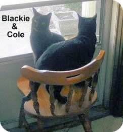 Bombay Cat for Sale in Olmsted Falls, Ohio - Blackie-COURTESY POST Bombay Cat for Sale in Olmsted Falls, Ohio - Blackie-COURTESY POST