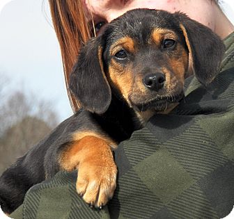 Beagle/Manchester Terrier Mix Puppy for Sale in Sussex, New Jersey - Chrissy Beagle/Manchester Terrier Mix Puppy for Sale in Sussex, New Jersey - Chrissy