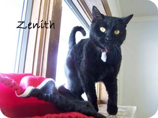 American Shorthair Cat for Sale in Hamilton, Montana - Zenith American Shorthair Cat for Sale in Hamilton, Montana - Zenith